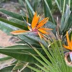 Strelitzia reginaeFlor