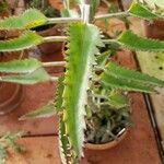 Kalanchoe daigremontiana Folha