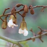 Piliostigma thonningii Λουλούδι
