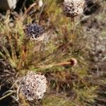 Armeria pungens Çiçek