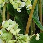 Begonia imperialis Habit