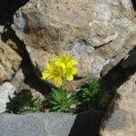 Draba hoppeana Hábitos