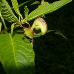 Burmeistera vulgaris Blomma