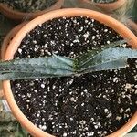 Aloe suprafoliata Листок
