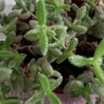 Delosperma echinatum List