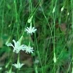 Silene saxifraga Flower
