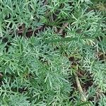 Chamaemelum nobile Leaf