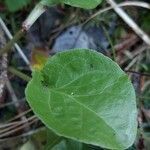 Pyrola minor Leaf