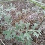Tanacetum cinerariifolium Hoja