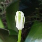 Albuca nelsonii 花