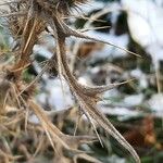 Cirsium ferox Frunză