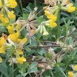 Lotus cytisoides Fleur