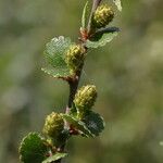 Betula nana फल