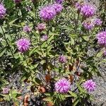 Monarda fistulosa Hábito