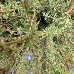 Salvia muirii Leaf
