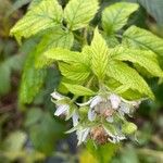 Rubus idaeus Flor