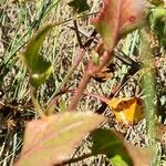 Rumex roseus Liść