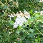 Ligustrum sinenseFlower