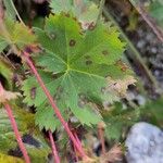 Alchemilla fissa Blad