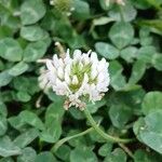 Trifolium repens Λουλούδι