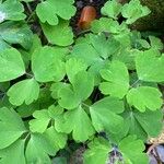 Aquilegia vulgarisLeaf