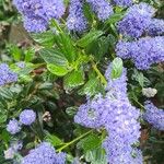 Ceanothus arboreus Virág