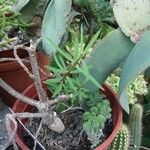 Euphorbia balsamifera Leaf