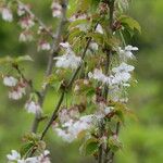 Prunus clarofolia Flor