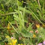 Cirsium filipendulum Leaf