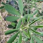 Crotalaria grahamiana Hoja