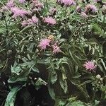Serratula tinctoria Costuma
