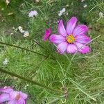 Cosmos bipinnatusBlüte