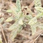 Heliotropium bacciferum Hoja