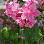 Weigela florida Kvet