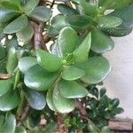 Crassula ovata অন্যান্য