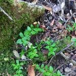 Galium rotundifolium Συνήθη χαρακτηριστικά