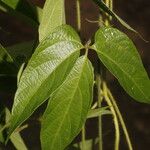 Dalechampia websteri Hoja