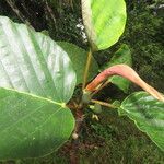 Coussapoa villosa Leaf
