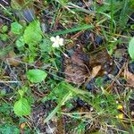 Viola arvensis Habit