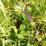 Aristolochia pistolochia Blad