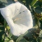 Datura inoxia फूल