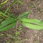 Curcuma zedoaria Folha