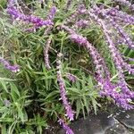 Salvia leucantha Hábito