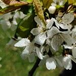 Prunus cerasus Cvet