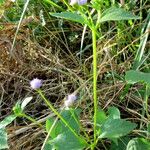 Cyanthillium cinereum Hábito