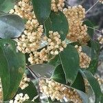 Smilax purpurataFlower