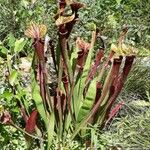 Sarracenia rubra Alkat (teljes növény)