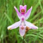 Calopogon pallidus Çiçek