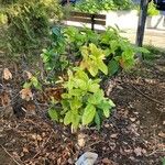 Viburnum odoratissimum Blad