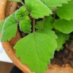 Plectranthus ernstii 葉